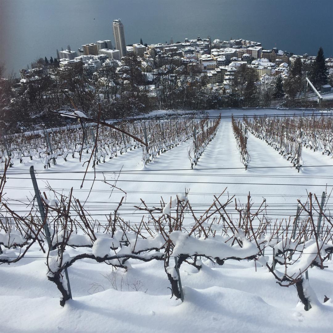 coteaux-harmonie_hiver